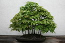 Acer Rubrum Bonsai